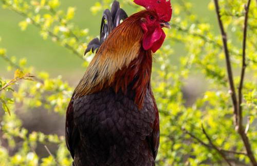Wheat Cottage - 5* Cyfie Farm with private covered hot tub - Foto 22