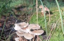 Żurawisko - Domki wśród natury - Foto 63