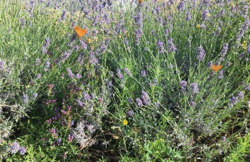 Les Genêts - Foto 43