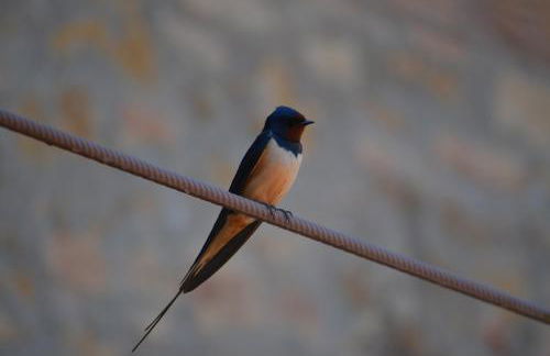 Agriturismo Le Case di San Vivaldo - Foto 84