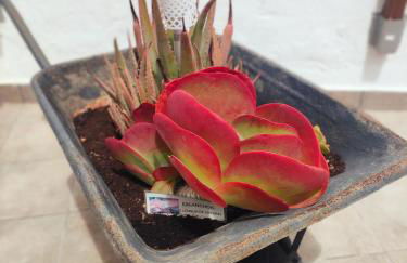 Casa El Escaño en la naturaleza & jacuzzi - Foto 10