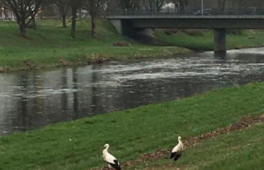 Haus Anneliese - Foto 28