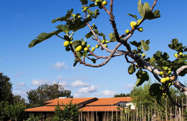 Agriturismo Ninea - Foto 18