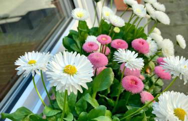 Löwenherz Appartements - Foto 71