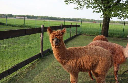 galerie 65 - Foto 13