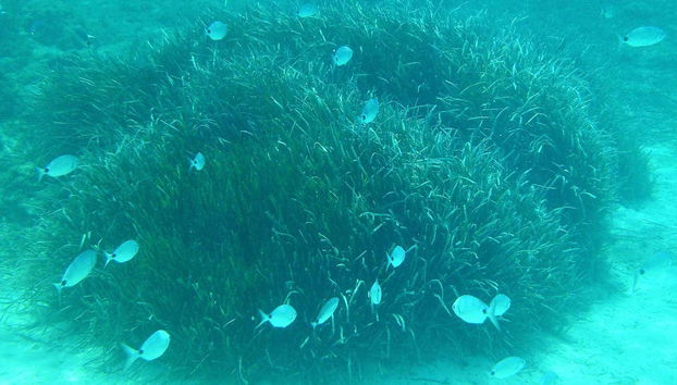 Paisajes submarinos de Ibiza