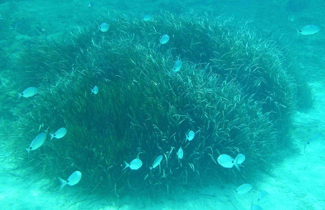 Tour en kayak con snorkel por Cala Codolar - Foto 5