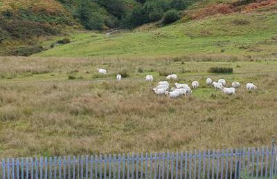 Welsh Miners Cottage Four Bedroom House - Foto 28