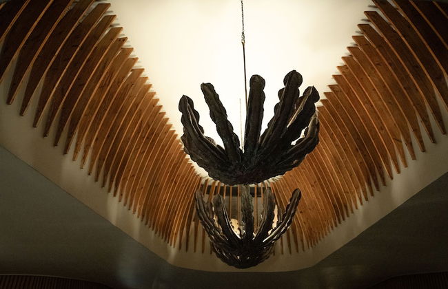 Euphorbia Mashatu - Foto 36