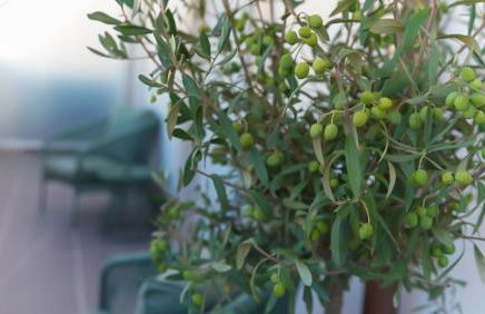 Morar Ourense - Foto 42