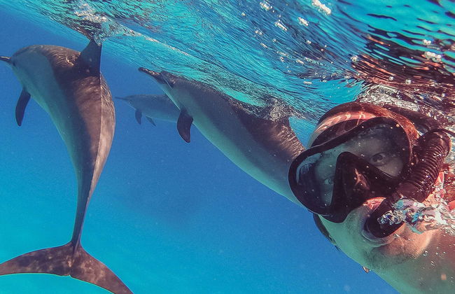 Whale & Dolphin Encounter - Photo 1