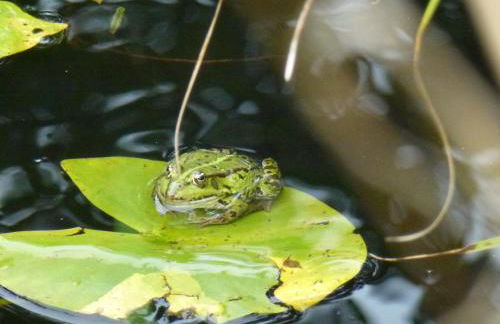 Villa-Hufeland - Foto 89