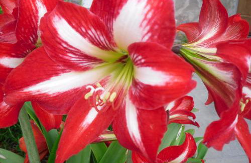 Sarina House Ocean View - Foto 40