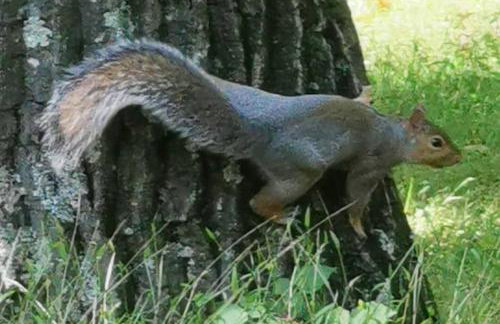 Forest View - Foto 50