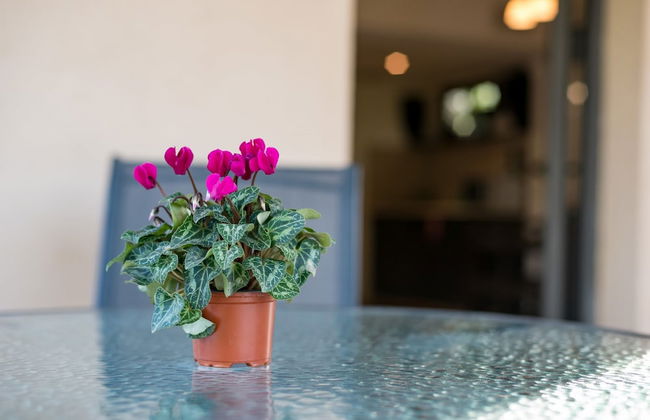 Nofey Habashan - Foto 67