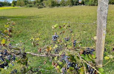 Haus Wiesenblick - Foto 24