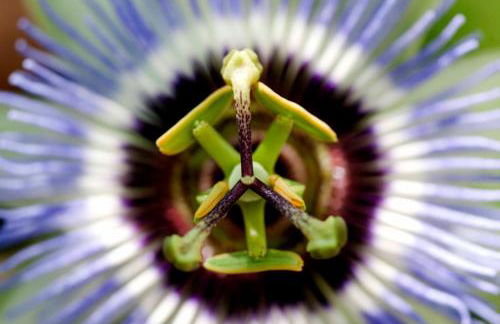 Punta Del Corno Agriturismo - Foto 14