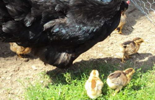 Landhaus Gersdorf nahe Ostseebad Kühlungsborn - Foto 9