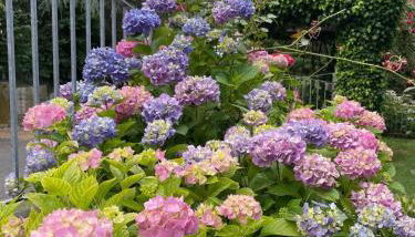 Villa Ferrari - Foto 3, Garden