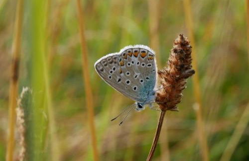 Gîte lumineux 2-4 pers. avec terrasse et restaurant sur place - FR-1-585-92 - Foto 7