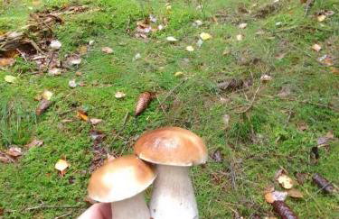 Agroturystyka Polana Giebułtów obok Świeradowa i zamku Czocha, domki przyjazne rodzinom z dziećmi - Photo 34