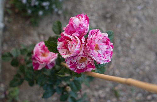 Anassa Mountain House - Foto 60