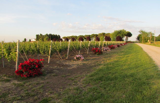 Agriturismo Le Cipressine - Photo 49