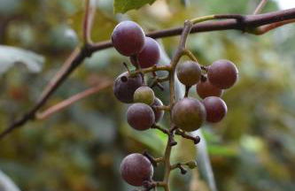 East Tennessee Family Mountain Retreat with Private Vineyard - Photo 7