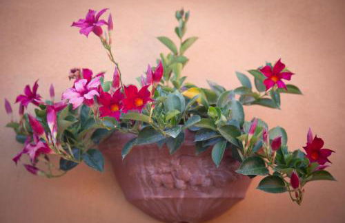 IL Rustichello - Foto 48