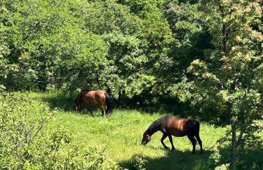 LOTUS Holiday Apartment in Škrljevo - Foto 34