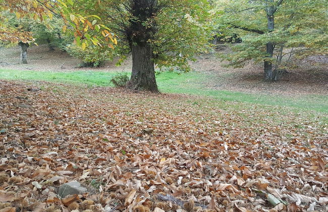 Agriturismo Bio I Rondinelli - Foto 26