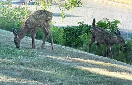 PA Horizon Hillside - Foto 11