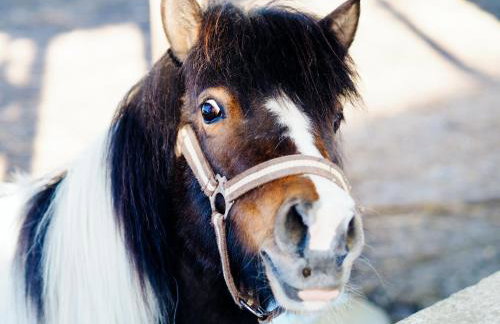 Siedlisko Słoneczny Jar - Foto 13