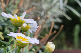 La casa delle margherite - Tirano - Foto 12