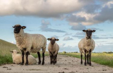 Am alten Siel - Foto 35