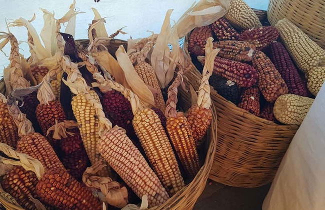 Tortilla-Making Class - Photo 3