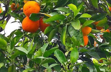 Casa do Alto (top floor apartment) - Foto 58