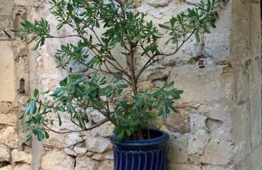 La petite maison - Foto 22