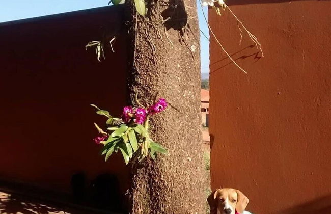 Recanto Vita et Pax - Foto 50