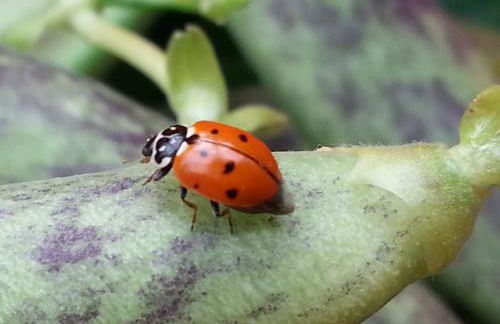 Agriturismo Fioredizucca - Foto 20