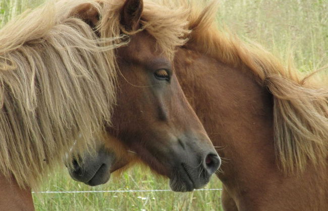Spacious Apartment With Garden - Foto 15