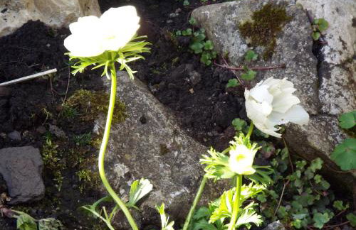 Rivulet Cottage - Foto 7