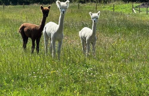 Four Bedroom House With Private Pool - Stunning countryside location with parking close to Chester City Centre - Photo 50