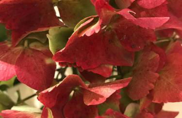 Four Seasons Cottage - in the Cotswolds - Foto 15