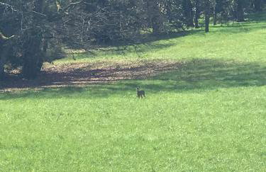 Château Logis de Roche - Foto 24