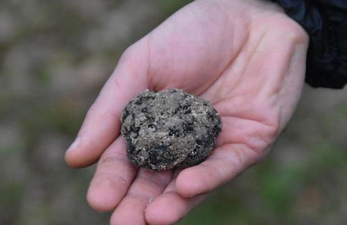 Villa Gaia Truffle Experience - Photo 48