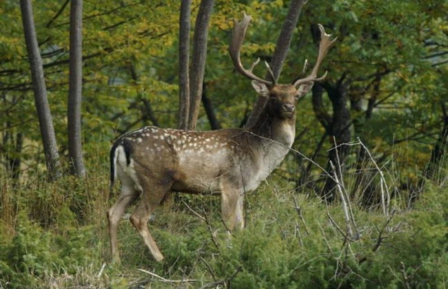 Holiday Home in Ortignano - Foto 34