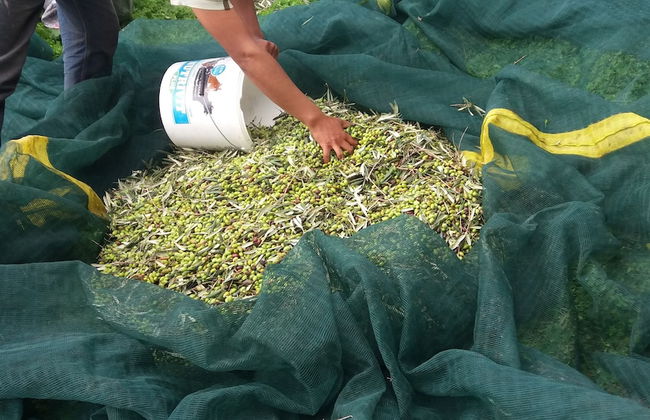 Petrinos Milos - Foto 42