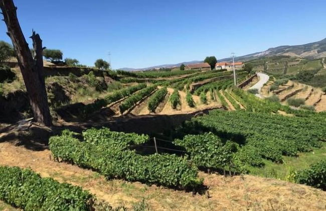 Quinta dos Espinheiros - Foto 35