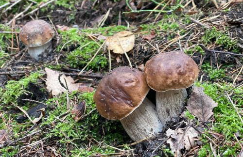 Żurawi klangor - dom z sauną i jacuzzi - Foto 40